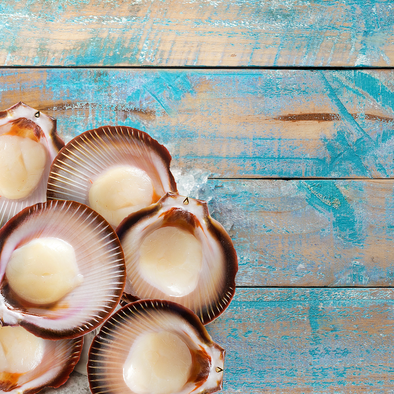 KB scallop
