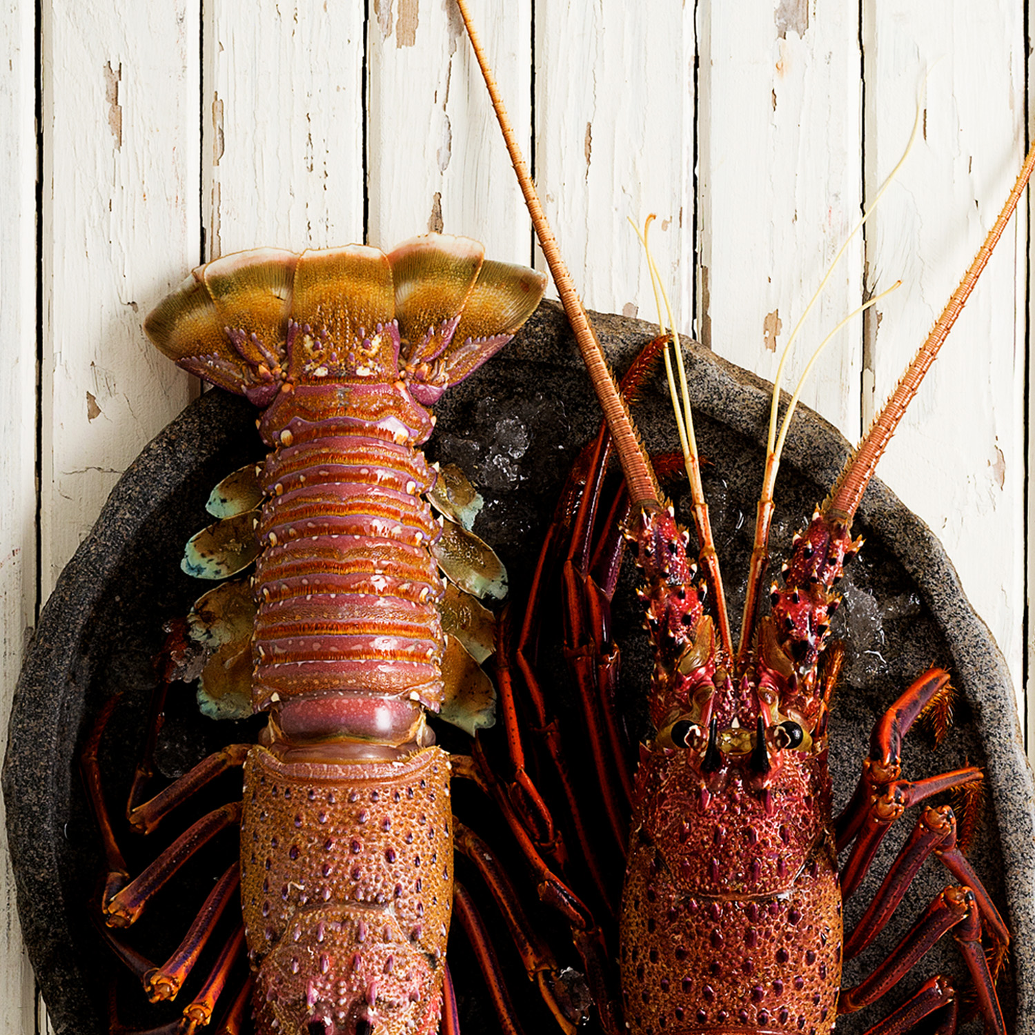 KB Rock Lobster