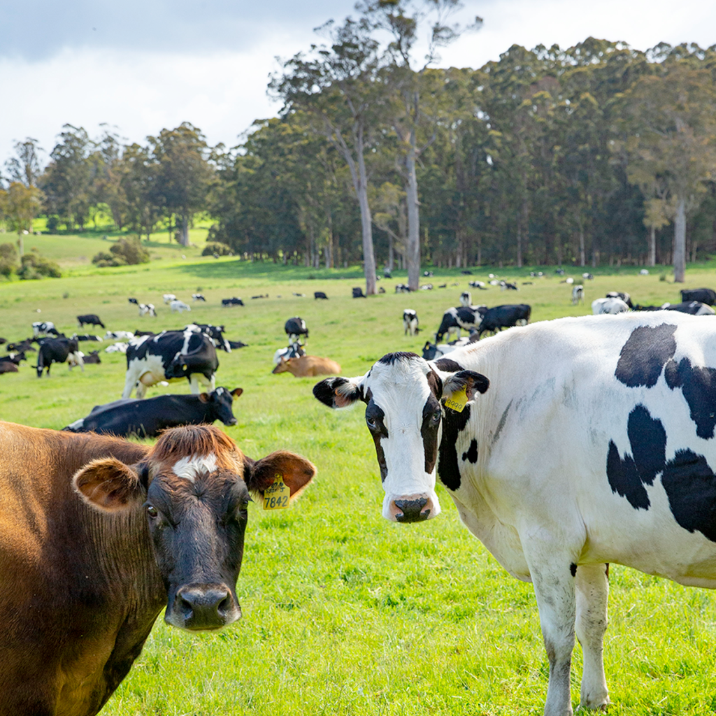 05 bannister downs dairy 202305 bdd v2